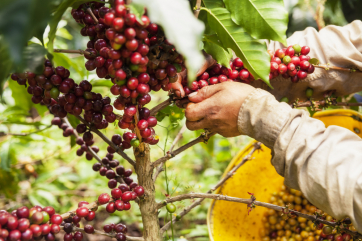 Мировые цены на кофе вырастут из-за неурожая в Бразилии